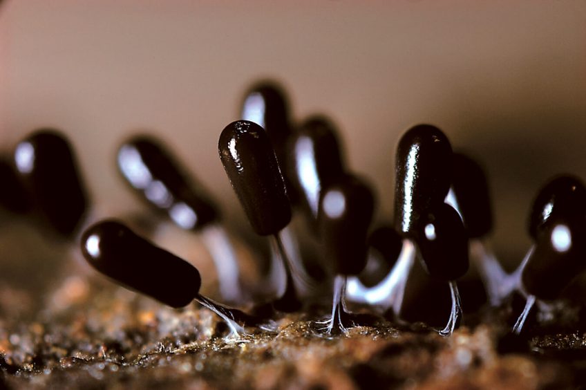 Minuscule - La Salamandre