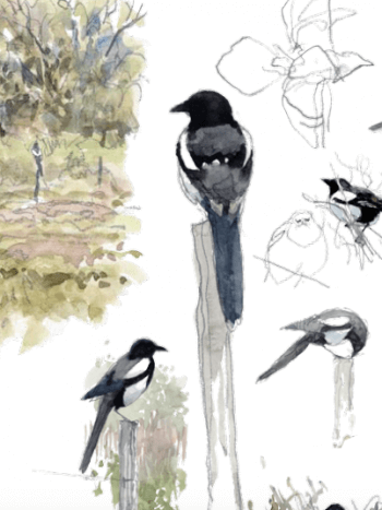 La Salamandre 243 et pie c'est tout