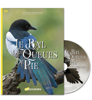 Au bal des queues de pie