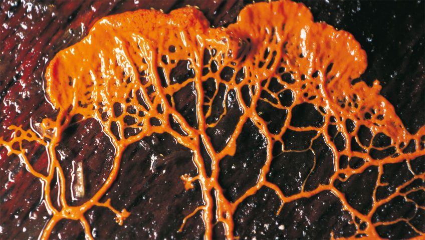 Animal  ou champignon ? - La Salamandre