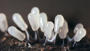 Animal ou champignon ? - La Salamandre