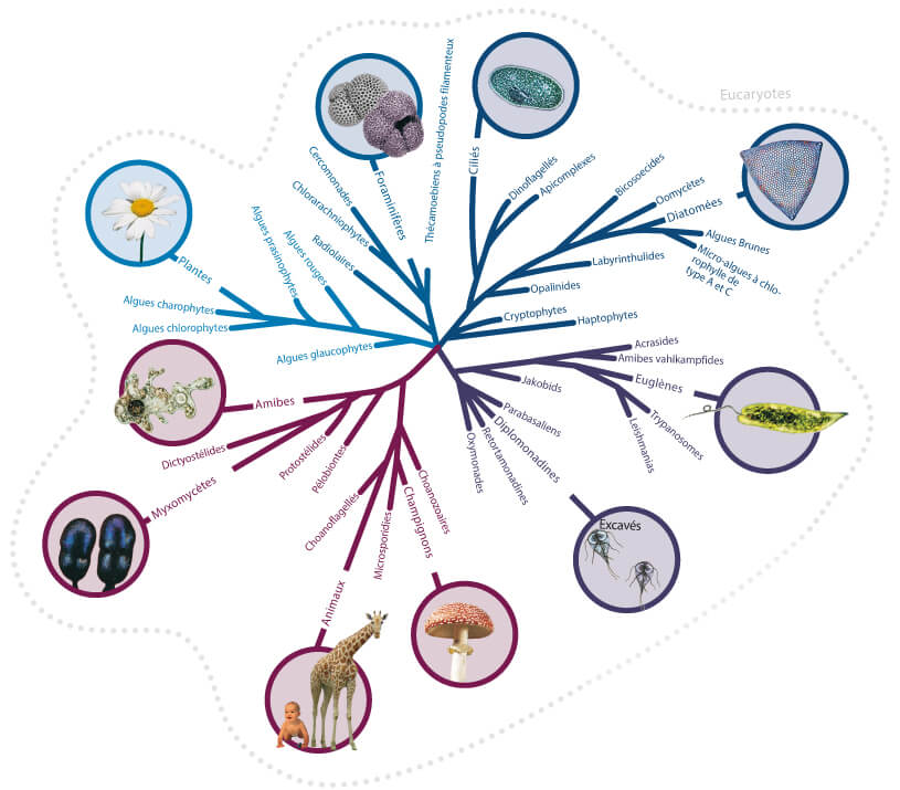 inclassable - La Salamandre