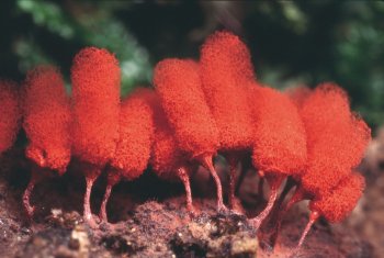 Arcyria denudata  / © Michel Poulain