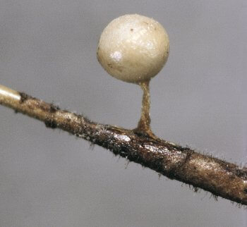 Arcyria globosa Délirant - La Salamandre
