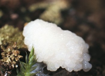 Badhamia utricularis Gluant - La Salamandre