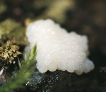 Badhamia utricularis Gluant - La Salamandre