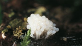 Badhamia utricularis Badhamia utricularis