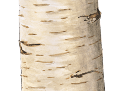 Bouleau pubescent / © Jérôme Gremaud