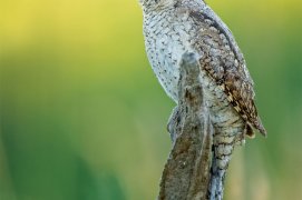 Cat. Action 1 - Torcol fourmilier / © Hinsche Thomas