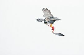 Cat. Action 2 - Faucon pèlerin / © Varesvuo Markus