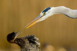 Cat. action 3 - Héron cendré et cormoran pygmée / © Bence Maté