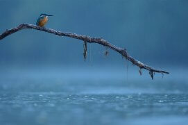 Cat. émotion 1 - Martin-pêcheur D’Europe / © Taburet Martin