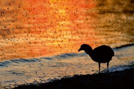 Cat. émotion 2 - Foulque macroule / © Biber Daniel