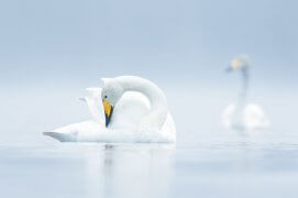 Cat. émotion 3 - Cygne chanteur / © Siponen Antti