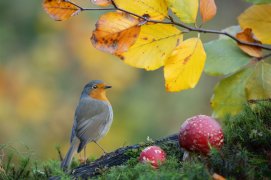 Cat. Général 1 - Rougegorge familier / © Folkert Christoffers