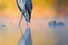 Cat. général 2 - Héron cendré / © Texier Hervé