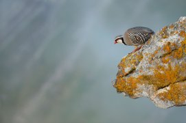 Cat. général 3 - Perdrix bartavelle / © Olivier born