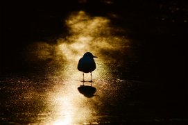 Cat. jeunesse 1 - mouette rieuse / © Eichhorn Dominik