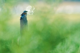 Cat. jeunesse 2 - Pie-grièche écorcheur / © Dietrich Léon