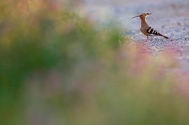Cat. jeunesse 3 - Huppe fasciée / © Dietrich Léon