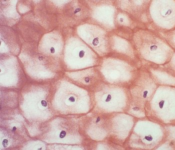 Géant ! - La Salamandre