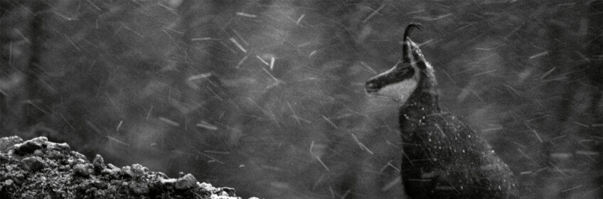 Le calme dans la tempête - La Salamandre