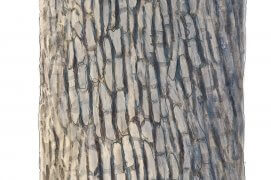 Chêne / © Jérôme Gremaud