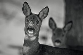 Chevreuils / © Neil Villard