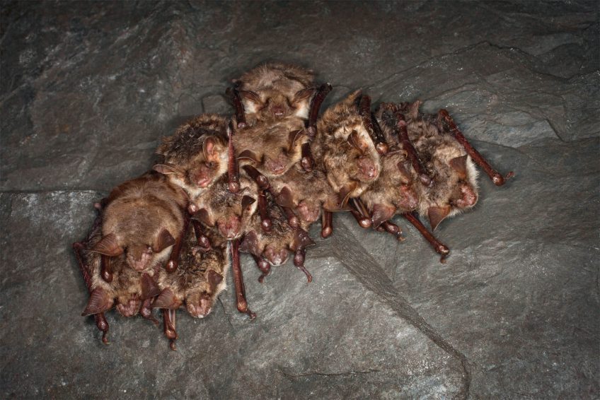 Comment les chauves-souris passent-elles l’hiver ? - La Salamandre