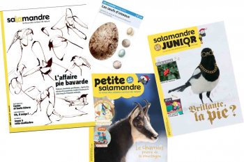Nouveautés Salamandre décembre 17