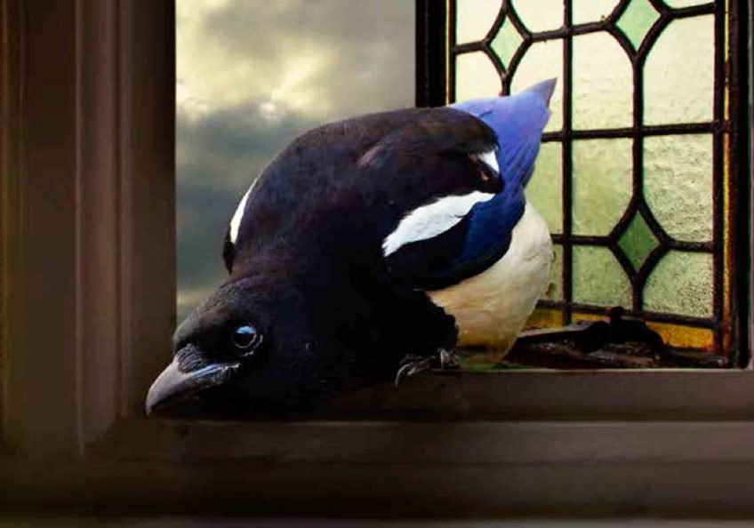 La Salamandre 243 et pie c'est tout !