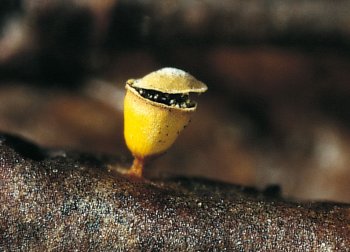 Craterium minutum / © Michel Poulain