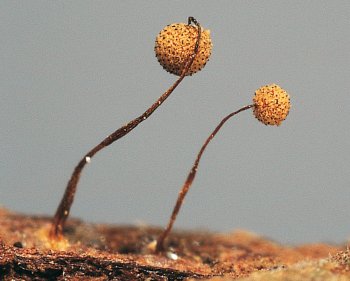 Cribraria costata / © Michel Poulain