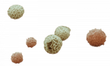 Des spores de Mycogala agrandies 10’000 fois et colorisées informatiquement. Remarquez en haut à droite la naissance d’une amibe, premier épisode de la vie d’un plasmode rosé. Planant - La Salamandre
