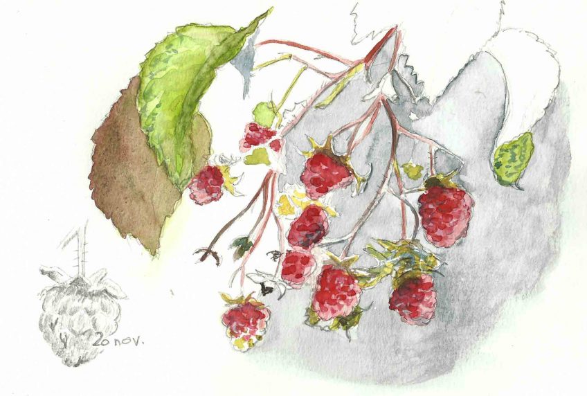 Les framboises fruits du sang d'Ida