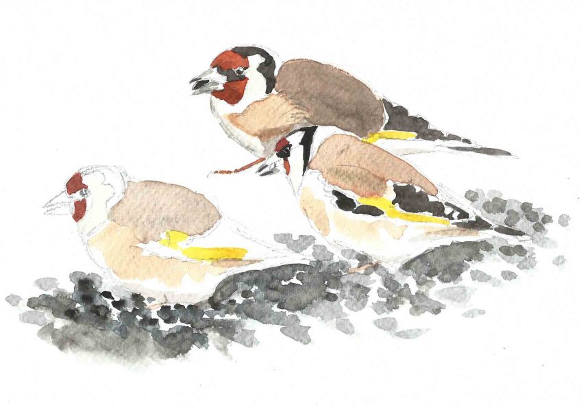 Chardonneret à prix d'or - La Salamandre