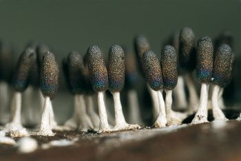 Diachea leucopodia Délirant - La Salamandre