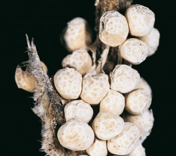 Diderma fallax / © Gilbert Hayoz