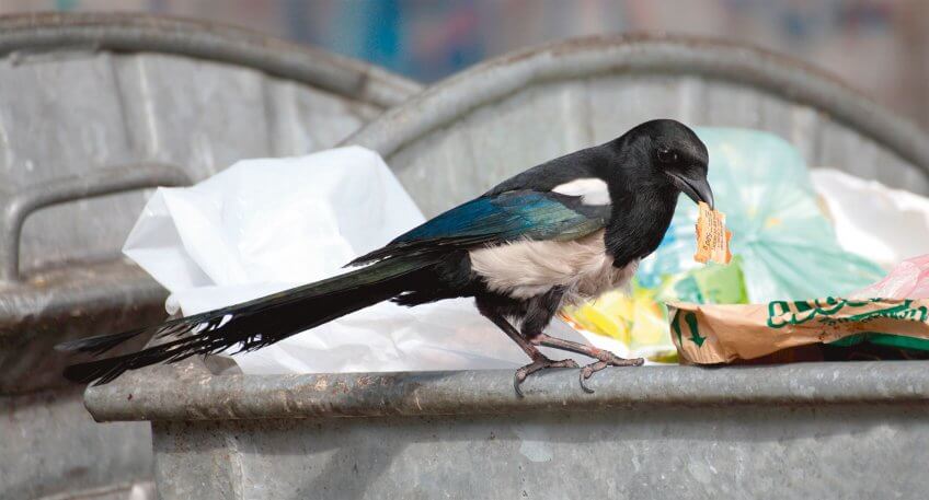 En ville, le régime alimentaire de l’agasse comprend jusqu’à 40 % de pain, de fruits, de viande et autres restes de nourriture d’origine humaine trouvés dans les poubelles. Margot, la citadine - La Salamandre