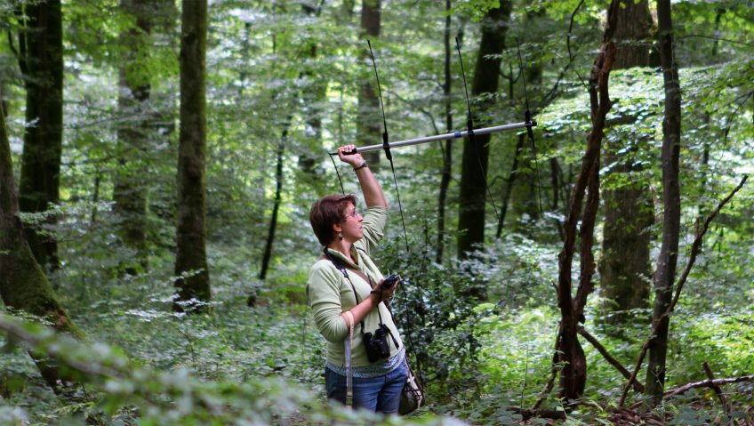 Une barbastelle ? - La Salamandre