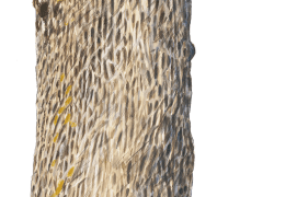 Frêne / © Jérôme Gremaud