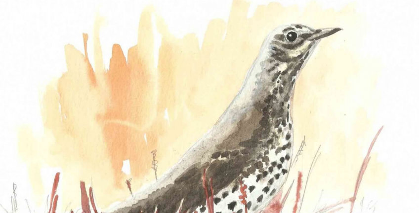 Grive survivante - La Salamandre