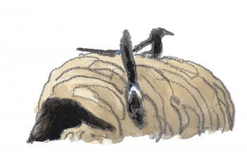 Guerre et pie - La Salamandre