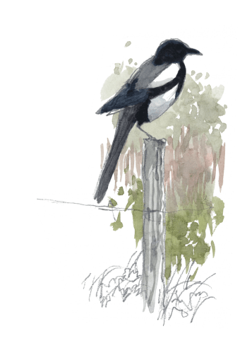 Guerre et pie - La Salamandre