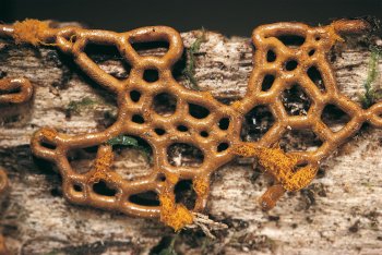 Hemitrichia serpula / © Michel Poulain