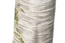 Hêtre / © Jérôme Gremaud