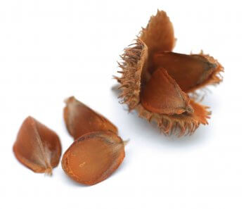 Histoires gravées dans les bois - La Salamandre