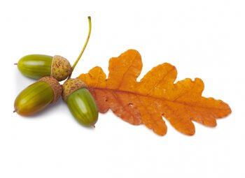 Histoires gravées dans les bois - La Salamandre