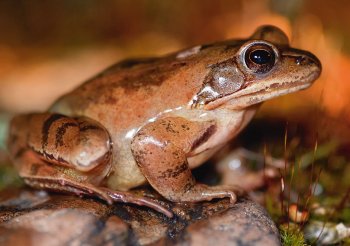 La grenouille agile est chez elle à Saint-Rémy.
