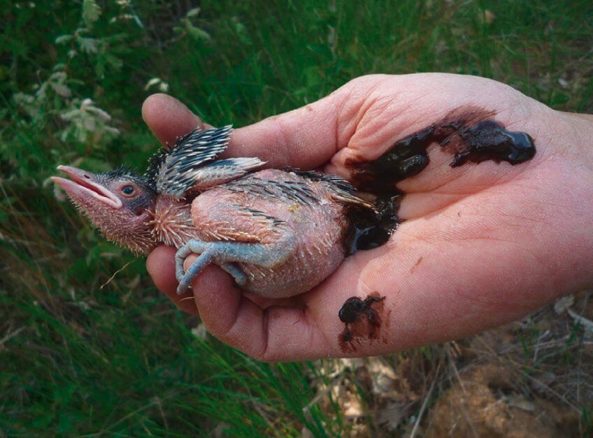 Coucou antivol - La Salamandre